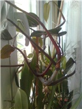 filodendron wandlandi